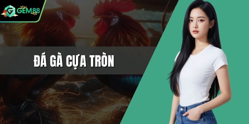 Đá Gà Cựa Tròn - Đấu Trường Kịch Tính Cực Kỳ Đẳng Cấp