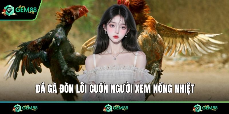 Đá gà đòn lôi cuốn người xem nồng nhiệt