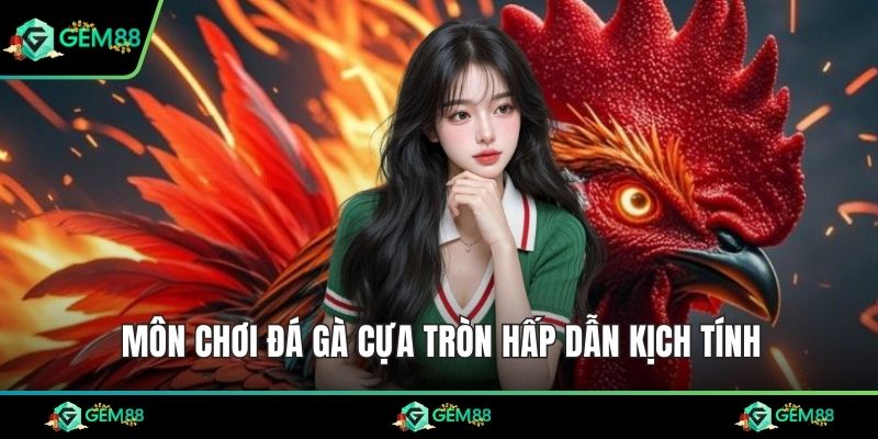 Môn chơi đá gà cựa tròn hấp dẫn kịch tính